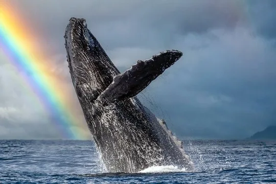 1.5 Hour Waikiki Whale Watching with Shuttle Option