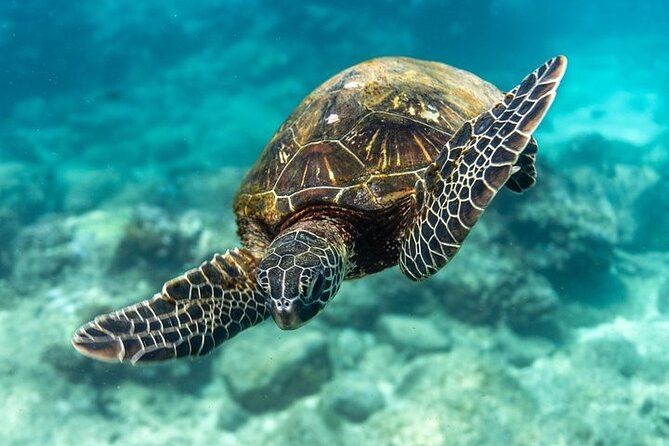 Hawaii DISCOVER Beginner + Certified 2 Tank Shallow Scuba Diving