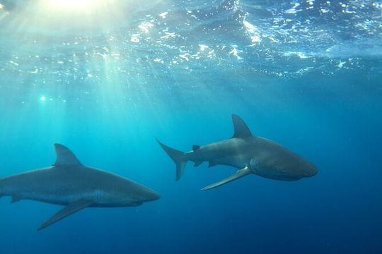 Shark-Dive Tour on Oahu's North Shore