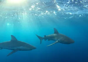 Shark-Dive Tour on Oahu's North Shore