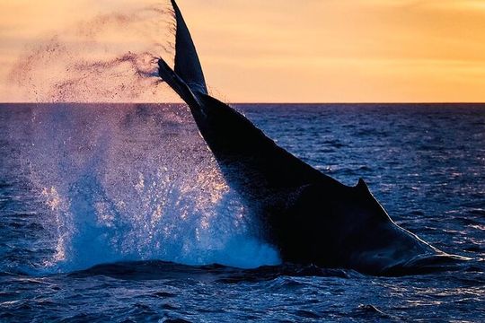 Waikiki Glass Bottom Boat Sunset Cruise
