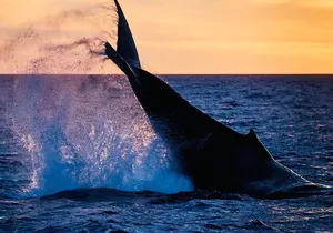 Waikiki Glass Bottom Boat Sunset Cruise
