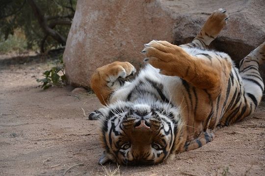 Wild Animal Nature Park Scenic Route 66 Crozier Canyon