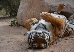 Wild Animal Nature Park Scenic Route 66 Crozier Canyon