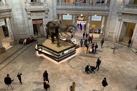 Smithsonian Museum of Natural History Guided Tour