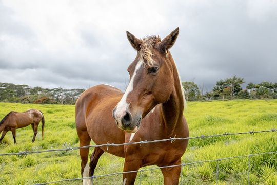 Private - All Inclusive Big Island Waterfalls Tour