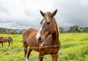 Private - All Inclusive Big Island Waterfalls Tour