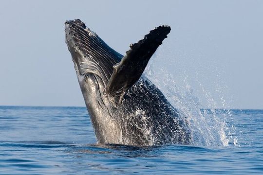 Whale Watching Cruise in Honolulu