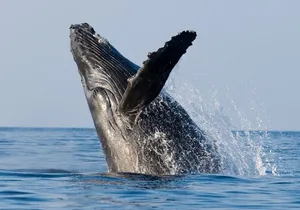 Whale Watching Cruise in Honolulu