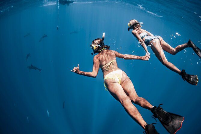 Oahu Open Water Shark Diving Experience