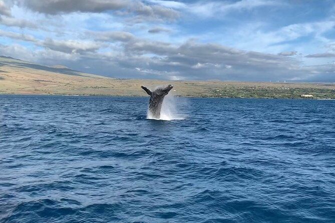 Sunset Whale Watching Shared Activity