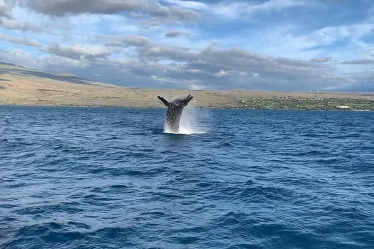 Sunset Whale Watching Shared Activity