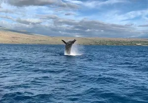 Sunset Whale Watching Shared Activity