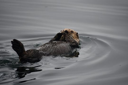 Alaska Whale Watching with bonus Drone viewing of Whales