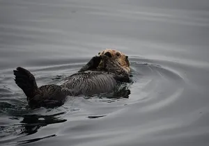 Alaska Whale Watching with bonus Drone viewing of Whales