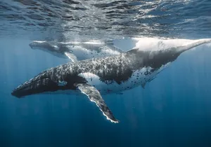 Private Whale Watching and Coastal Swimming Tour Honolulu