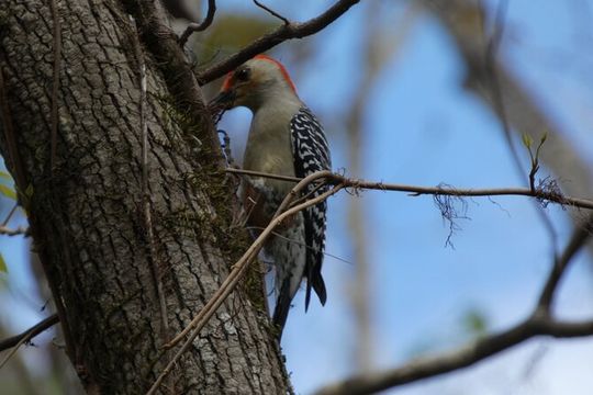 Exclusive Nature Escape Kayak Adventure on Blackwater Creek