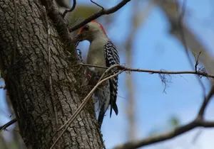 Exclusive Nature Escape Kayak Adventure on Blackwater Creek