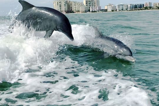 Private Best of Marco Island Dolphin Tour