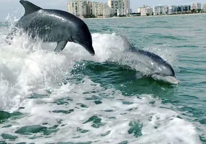Private Best of Marco Island Dolphin Tour