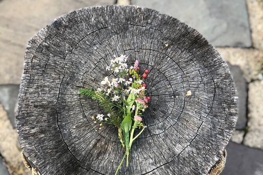 Guided Shared Group Forest Bathing Session in Serene Woodland Park