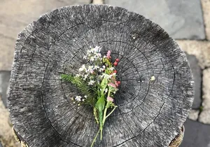 Guided Shared Group Forest Bathing Session in Serene Woodland Park