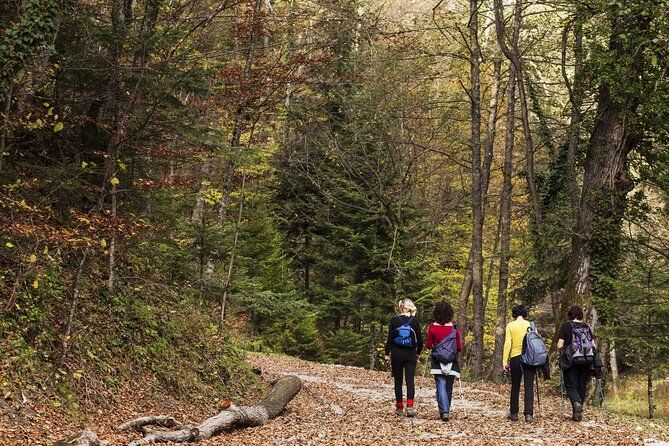 Guided Shared Group Forest Bathing Session in Serene Woodland Park