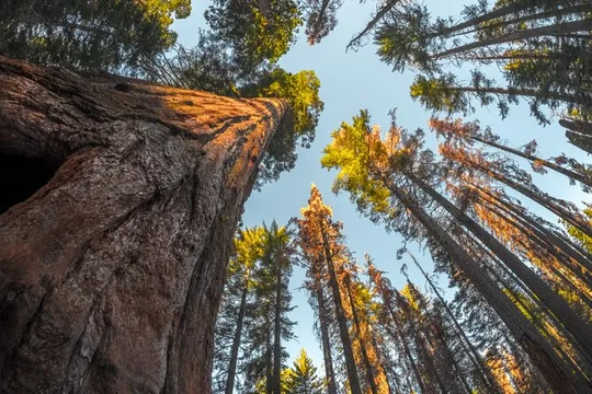 Sequoia & Kings Canyon NP Self-Guided Driving Audio Tour