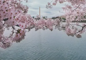 Private DC Guided Bus Tour with Step Off Guide