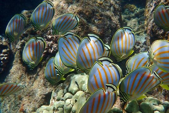 Turtle Town Clear Kayak & Snorkel Tour (8am-11am)
