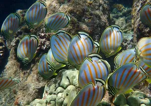 Turtle Town Clear Kayak & Snorkel Tour (8am-11am)