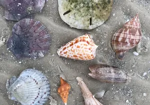 Half-Day Super Shelling Tour