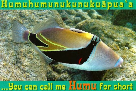 Snorkeling in Waikiki Many Fish All Levels Free Video & Pics!