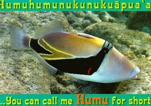 Snorkeling in Waikiki Many Fish All Levels Free Video & Pics!