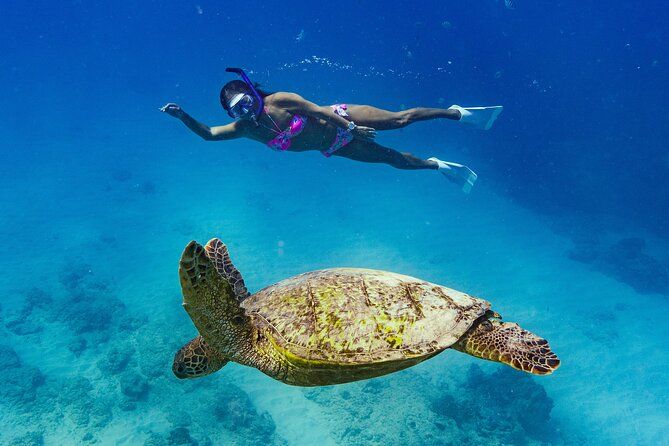 Snorkeling with Sea Turtles in Waikiki Hawaii Boat Tour