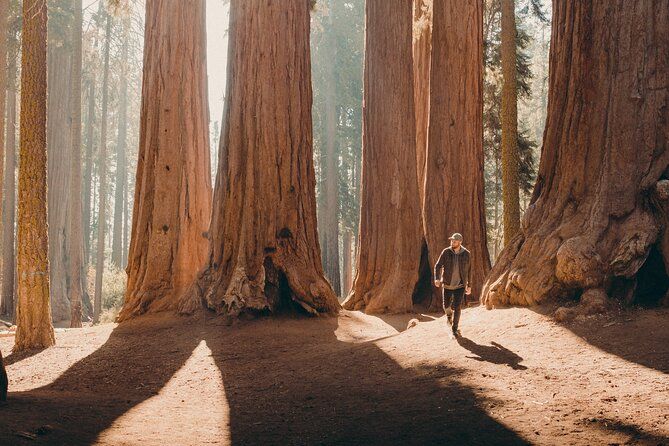 Sequoia Full Day Private Tour & Hike