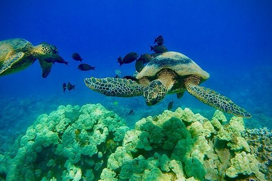 Marine Biologist Guided Snorkel Tour from Shore at Turtle Town