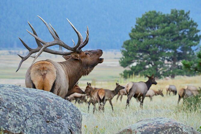 Half-Day Rocky Mountain National Park "Lake and Meadows Tour"