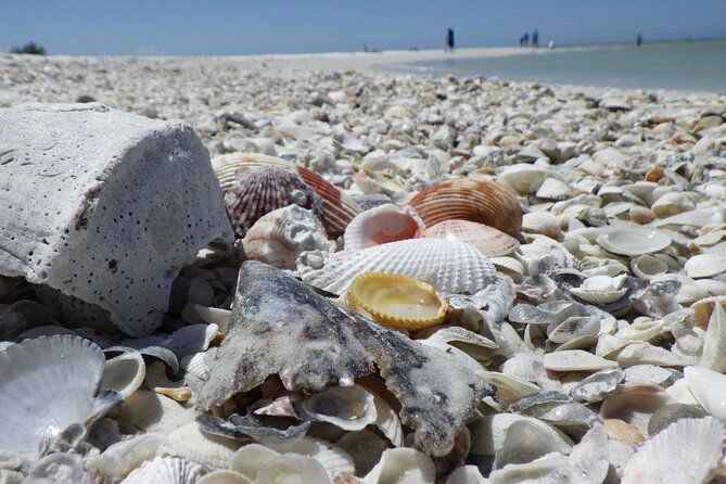 10,000 Islands Boat Excursion - 3.5-Hour Dolphins & Shelling Tour