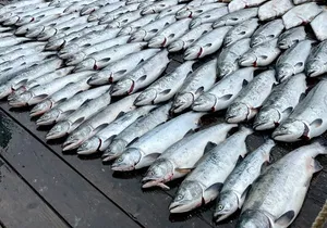 6 Hour Salmon Trip