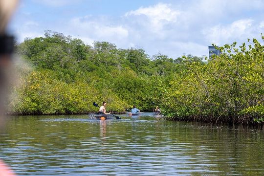 Clear Kayak Tour in North Miami Beach - Mangrove Tunnels