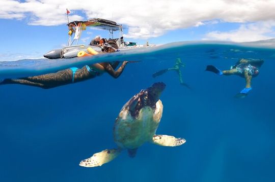 Maui Eco-Raft: Turtle Snorkel + Whale Watch Tour (*New)