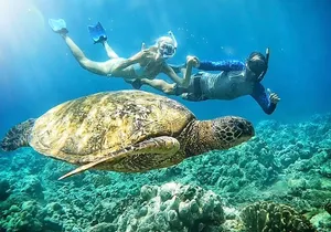 Marine Biologist Guided Snorkel Tour from Shore at Turtle Town
