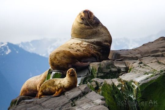 Alaska Wildlife Tour in Kachemak Bay