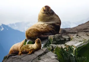 Alaska Wildlife Tour in Kachemak Bay