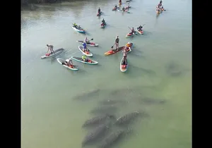 New Smyrna Dolphin and Manatee Kayak and SUP Adventure Tour