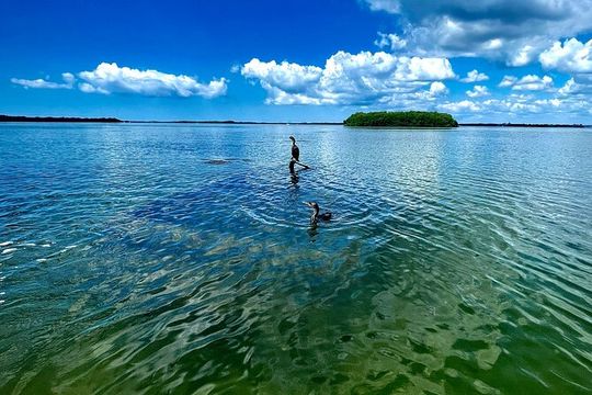 Kayak Adventure at Shell Key Preserve in Tierra Verde
