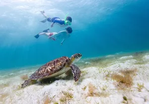 Waikiki Green Sea Turtle Snorkeling Tour - Boat Excursion