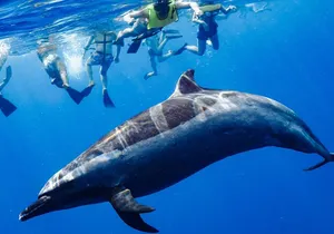 Swim with Dolphins Catamaran with Waterslide & Lunch on Oahu