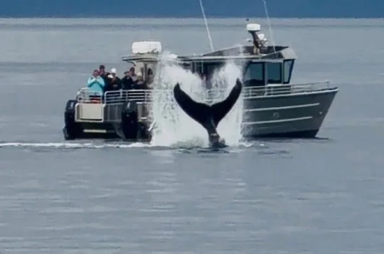 14 passenger Whale Watching Tours in Icy Strait aka Hoonah AK
